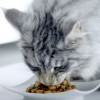 Влажный корм Purinа One для кошек, говядина/морковь, 75 г Purina ONE